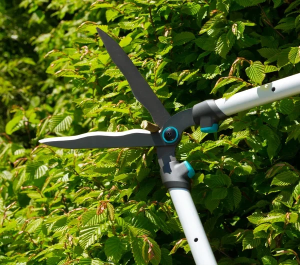 მაკრატელი ბუჩქებისთვის